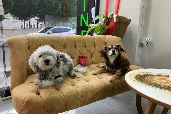 daphne veteriner kliniği - Resim 6