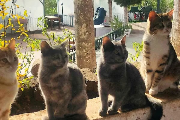 Pirzolacım Mersin - Resim 8