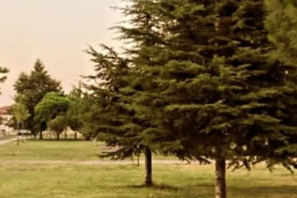 Büyūkşehir Parkı - Resim 20