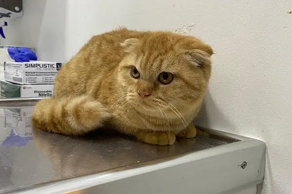 Karataş Veteriner kliniği - Resim 3