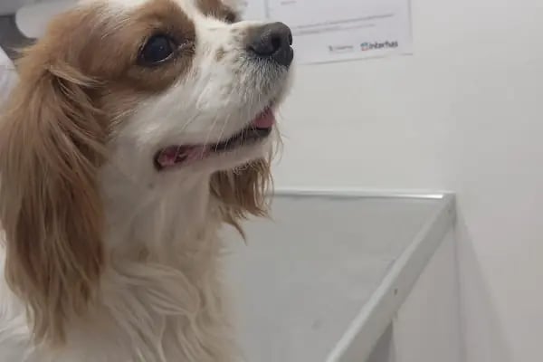 Karataş Veteriner kliniği - Resim 8