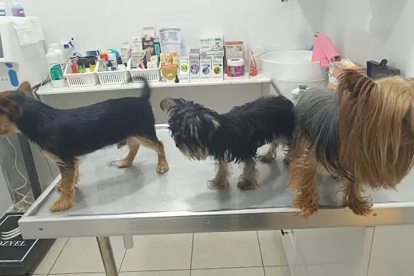 Karataş Veteriner kliniği - Resim 9