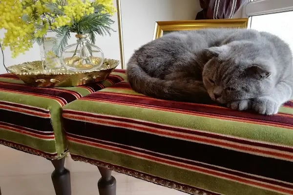 Bulvar Veteriner Kliniği - Resim 18