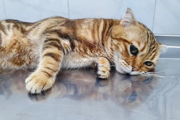 Bulvar Veteriner Kliniği - Resim 1