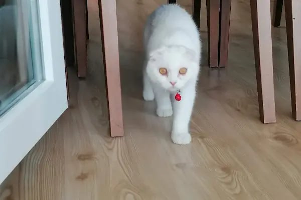 Bulvar Veteriner Kliniği - Resim 20