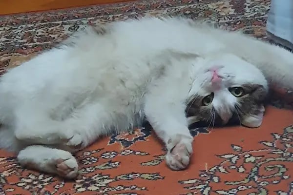 Bulvar Veteriner Kliniği - Resim 13