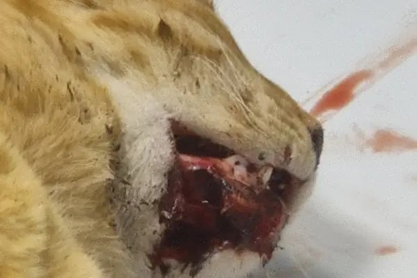 Bulvar Veteriner Kliniği - Resim 5