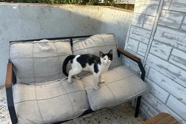 Ares Veteriner Kliniği - Resim 2