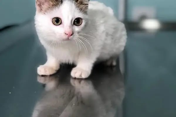 Ares Veteriner Kliniği - Resim 7