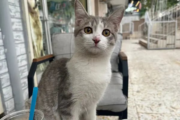 Ares Veteriner Kliniği - Resim 1