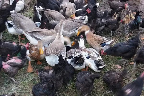 Arslanköy Doğa Pansiyon - Resim 16