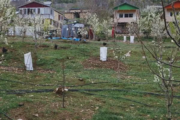 Arslanköy Doğa Pansiyon - Resim 6