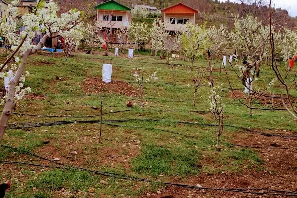 Arslanköy Doğa Pansiyon - Resim 10
