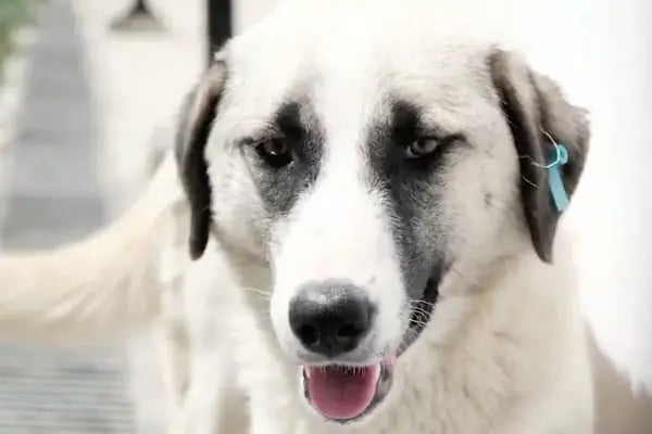 Akşehir Belediyesi Sahipsiz Hayvan Bakımevi ve Rehabilitasyon Merkezi - Resim 4