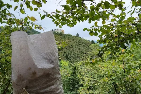 Muhcuoğlu mahalle - Resim 5