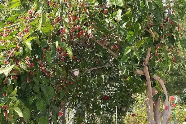 İslahiye Mezarlığı - Resim 18