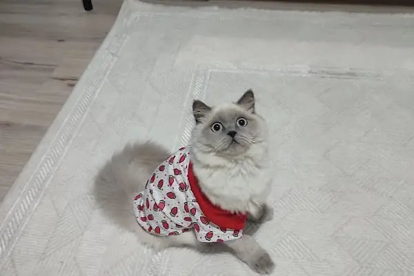 Vetaverse Veteriner Kliniği - Resim 11