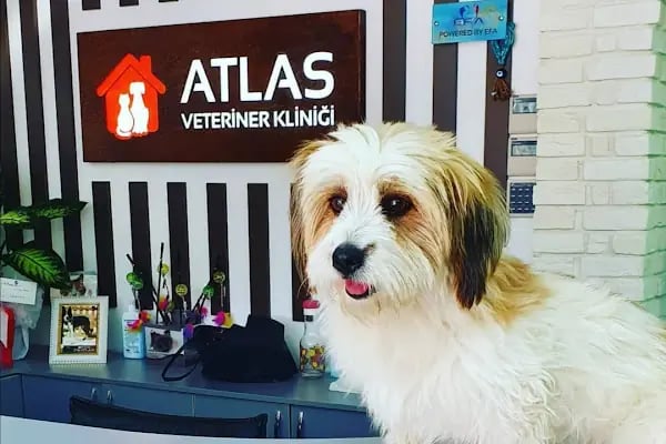 ATLAS VETERİNER POLİKLİNİĞİ - Resim 8