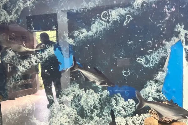 Deniz Akvaryum Ve Balık Tutma Göleti - Resim 17