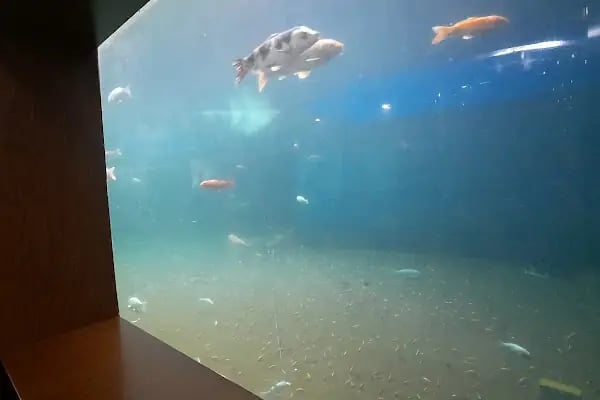 Deniz Akvaryum Ve Balık Tutma Göleti - Resim 5