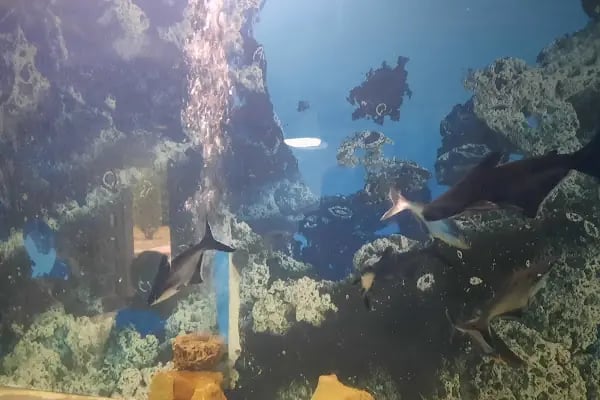 Deniz Akvaryum Ve Balık Tutma Göleti - Resim 7
