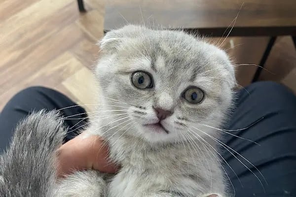 PetBuddy Veteriner Kliniği - Resim 8
