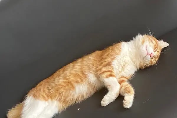PetBuddy Veteriner Kliniği - Resim 9