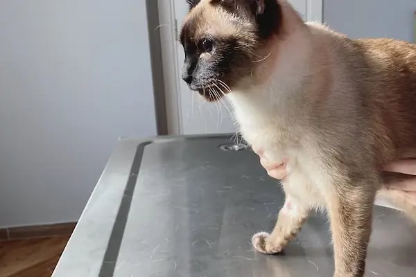 PetBuddy Veteriner Kliniği - Resim 7