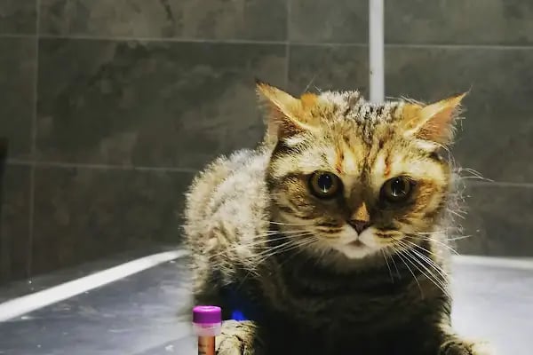 PetBuddy Veteriner Kliniği - Resim 2