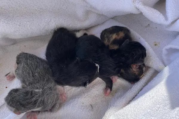 PetBuddy Veteriner Kliniği - Resim 18