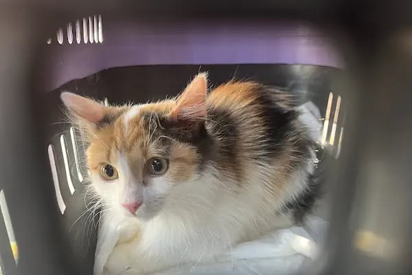 PetBuddy Veteriner Kliniği - Resim 15