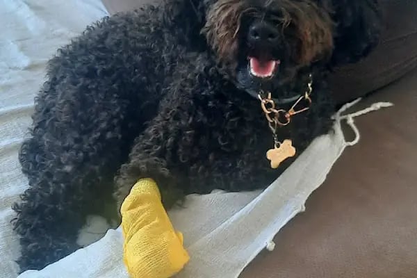PetBuddy Veteriner Kliniği - Resim 19