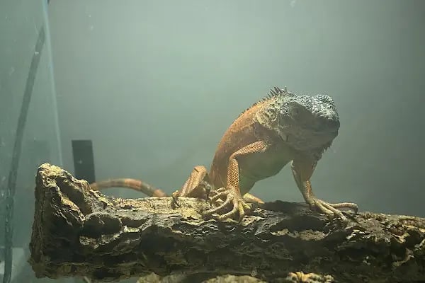 PetBuddy Veteriner Kliniği - Resim 6