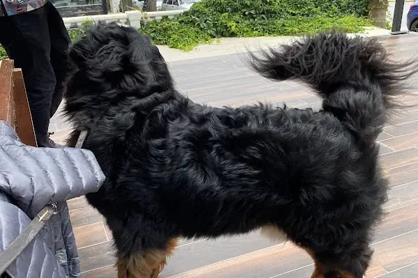 PetBuddy Veteriner Kliniği - Resim 16