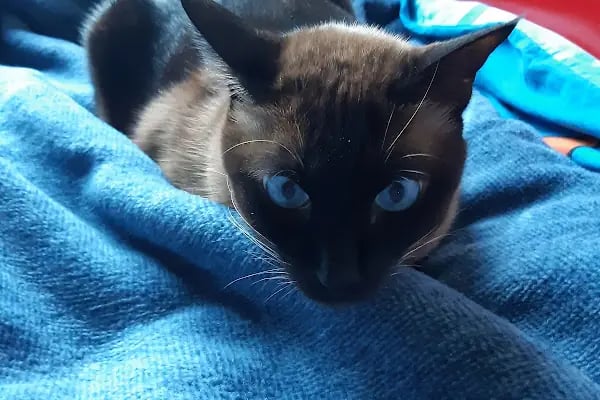 PetBuddy Veteriner Kliniği - Resim 17