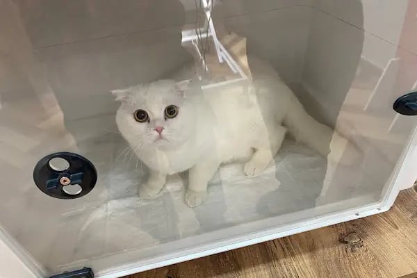 PetBuddy Veteriner Kliniği - Resim 5
