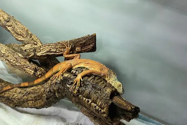 PetBuddy Veteriner Kliniği - Resim 3