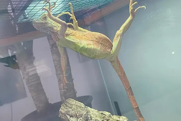 PetBuddy Veteriner Kliniği - Resim 10