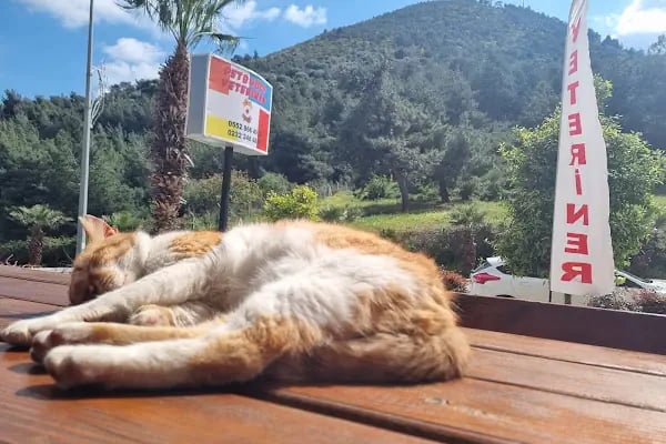 PetBuddy Veteriner Kliniği - Resim 13