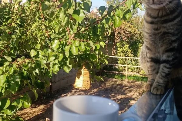 KONYA VETERİNER ANADOLU VETERİNER KLİNİĞİ VE İLAÇLARI - Resim 2