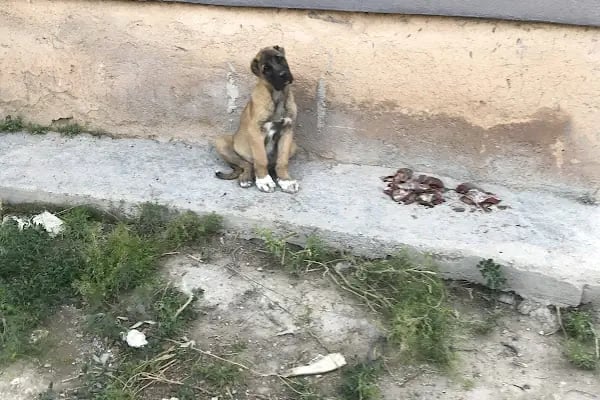 KONYA VETERİNER ANADOLU VETERİNER KLİNİĞİ VE İLAÇLARI - Resim 4