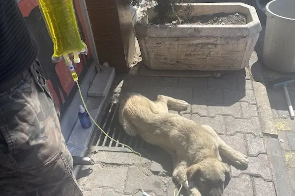 KONYA VETERİNER ANADOLU VETERİNER KLİNİĞİ VE İLAÇLARI - Resim 5