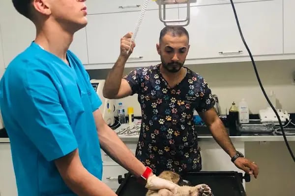 Nezir Veteriner Kliniği - Resim 10