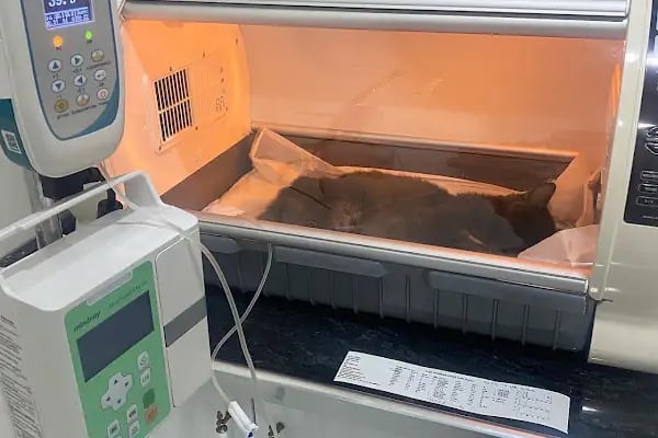 Nezir Veteriner Kliniği - Resim 14