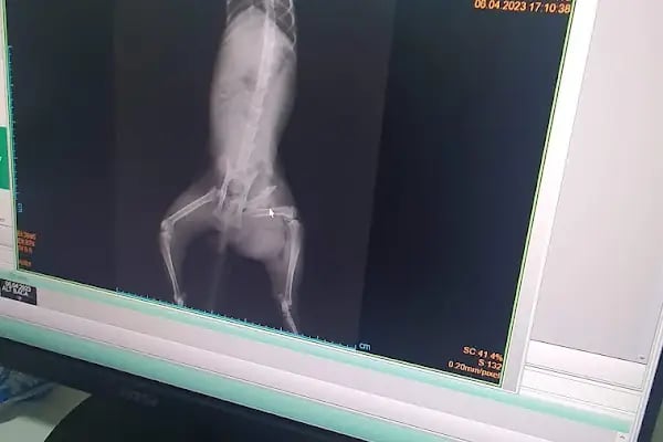 Nezir Veteriner Kliniği - Resim 8
