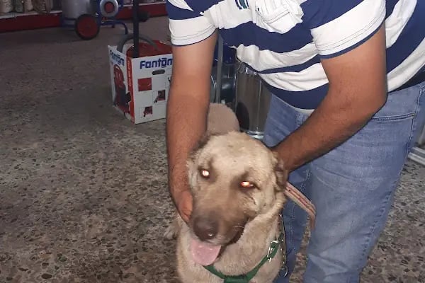 Nezir Veteriner Kliniği - Resim 2