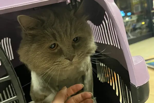 Aydınlıkevler Veteriner Kliniği 7/24 ACİL - Resim 6