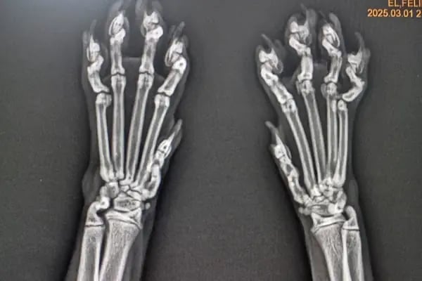Aydınlıkevler Veteriner Kliniği 7/24 ACİL - Resim 9