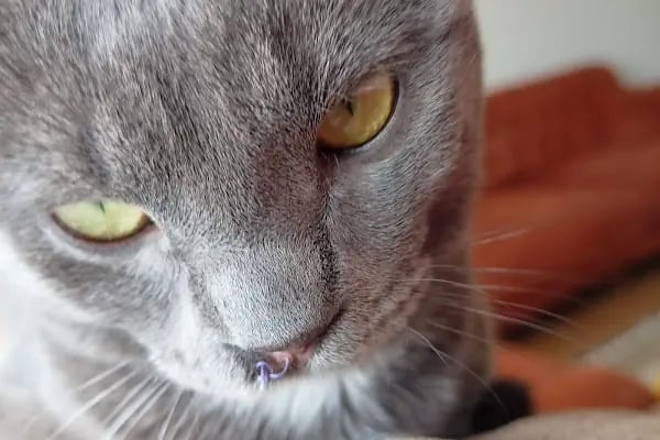 Aydınlıkevler Veteriner Kliniği 7/24 ACİL - Resim 3