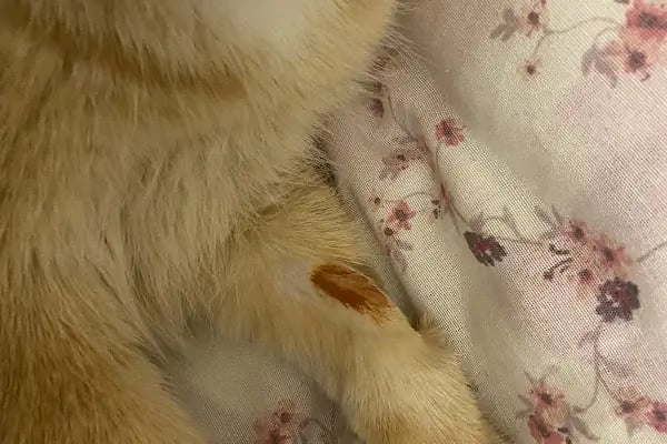 Aydınlıkevler Veteriner Kliniği 7/24 ACİL - Resim 5